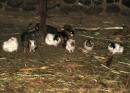 Guinea Pigs - These cute guys are not pets, they are about to be dinner. Often seen as 