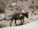 Transportation is via donkey to haul farming equipment and other items from place to place in Colca Canyon. 