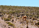 Vicuna - Member of the camel family and has some of the finest hair. Scarfs sell for $600 if made of pure vicuna hair. 