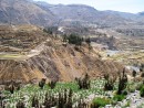 Colca Canyon. Agricultural terraces from pre Incan and Incan time dot the landscape. 