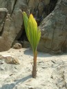 The beginnings of a new coconut palm