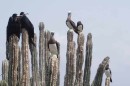 The island is also a Booby breeding colony.  Birds were everywhere.  As you approached they would just stand there and stare.  N