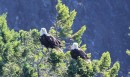 Eagles at Okisollo Rapids