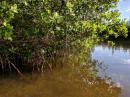 Mangroves - Vero Beach islands: Not as big as mangroves I