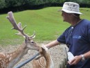 Allan feeds the deer at Paradise Wildlife Park in Rotorua.