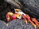 One of the beautiful Sally Lightfoot crabs hides in a crevass.