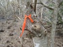 The trail markers.