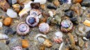 Tiny beautiful shells on the Moeraki Boulders