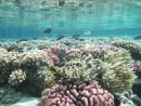 Reef in Fakarava