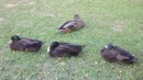 Our little ducks at the campsite in Blenheim.