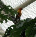 Parrot in the rain forest display at the aquarium