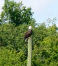 Eagle coming out of the C-D canal into the Chesapeake Bay