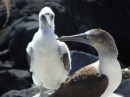 Large blue-footed booby chick Isla Isabel Apr 2014
