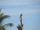 Tropical kingbird Mazatlan Feb 2014