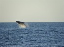 Breaching humpback whale Isla  Isabel Apr 2014