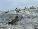 Immature brown booby or red-footed booby Isla? Isabel Feb 2014