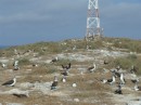 Boobies nesting by the light-tower on Isla Isabel Feb 2014