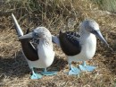Blue-footed boobies courting Isla Isabel Feb 2014