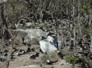 Sooty tern colony Isla Isabel Apr 2014