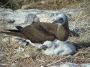 Male brown booby and chick Isla Isabel Feb 2014