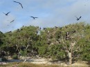 Nesting frigatebirds Isla Isabel Feb 2014