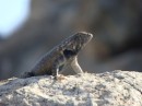 A scaly lizard Playa Bonanza May 2014