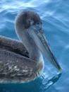 Brown pelican Isla Isabel Apr 2014
