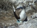 Blue-footed booby on egg Isla Isabel Apr 2014