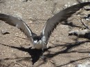 Sooty tern requesting me to "Back-off!" Isla Isabel Apr 2014