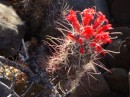 Scarlet flowers of Cochemiea poselgeri cactus Isla Requeson July 2014