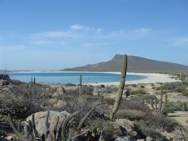 Central gulf coast vegetation at Playa Bonanza May 2014