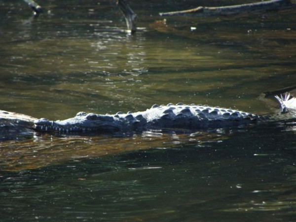 Wild crocodile Rio Tovara Feb 2014
