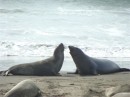 Two elephant seals discussing matters at Point Piedras Blancas, CA