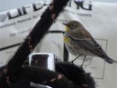 A yellow-rumped warbler visits Tregoning