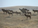 A herd of elk on Susie and Richard