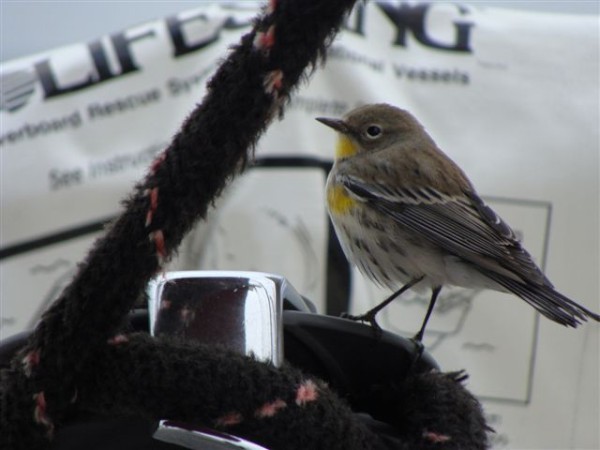 A yellow-rumped warbler visits Tregoning