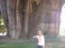 Oldest Tree in the World?