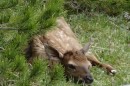 Baby Elk