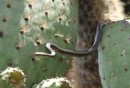Galapagos boa constrictor, deze kunnen we aan