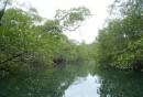 riviertje met mangroves Perlaseilanden