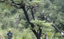 zwart mos op bomen