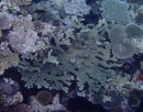 niet eerder gezien koraalsoort