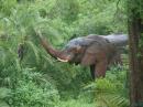 Gevaarlijke mannetjesolifant