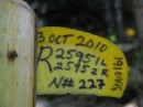 Tags on a turtle nest. This lady laid 191 eggs on Oct 3, 2010