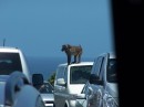 A baboon climbs on a car in front of us - needless to say it stopped traffic