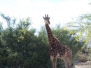 The giraffe we were able to walk up to