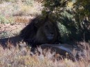 This lion was huge!
