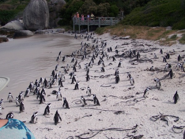 A beach full of cute penguins
