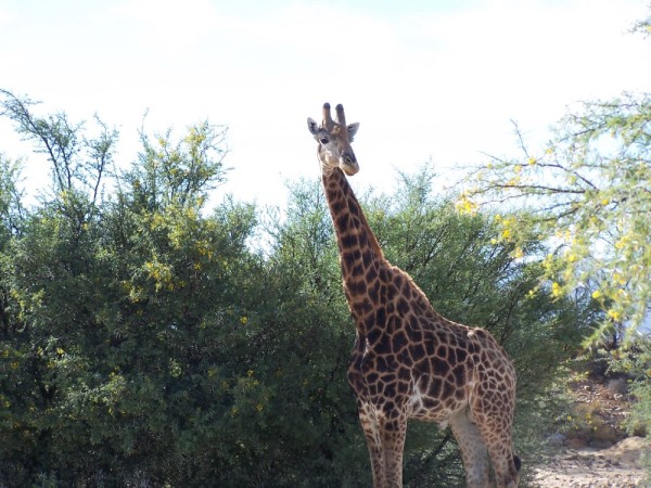 The giraffe we were able to walk up to