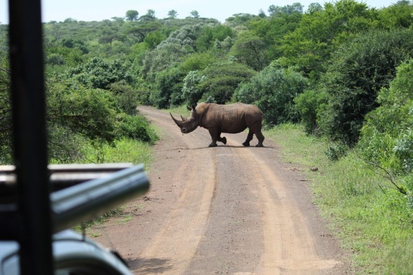 Our first encounter with a rhino.  He appeared out of nowhere as we turned a corner.